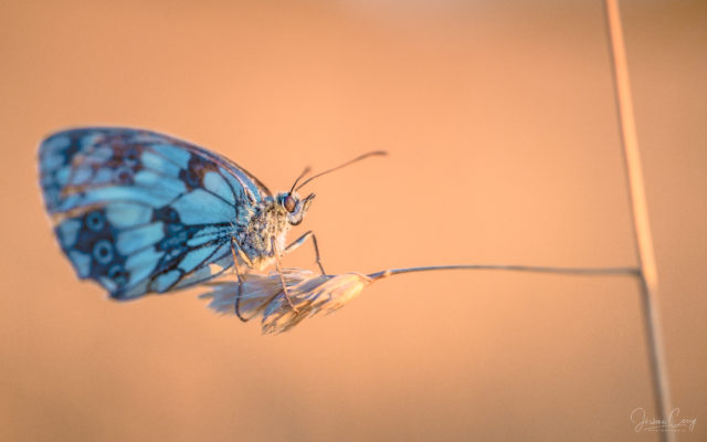 Papillon du matin à Sullens