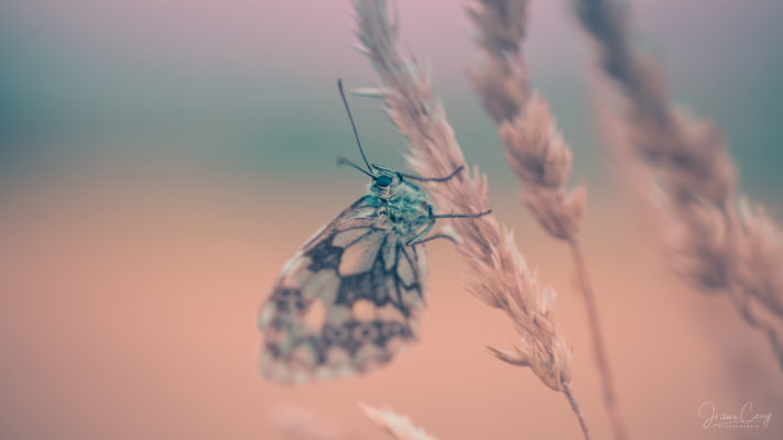 Papillons de Sullens à l'aube