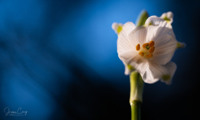 Nivéoles du printemps