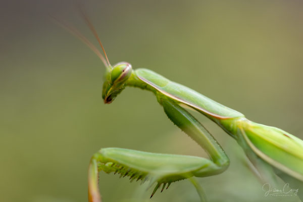 Mantes en Valais gros plan