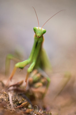 Mantes religieuse en Valais gros plan