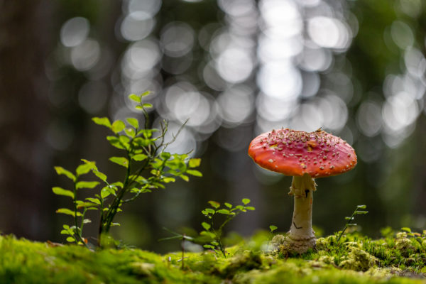 Foret et champignons