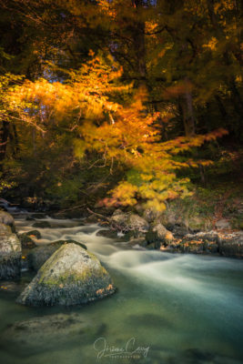 Arboretum du Vallon de l'Aubonne en automne