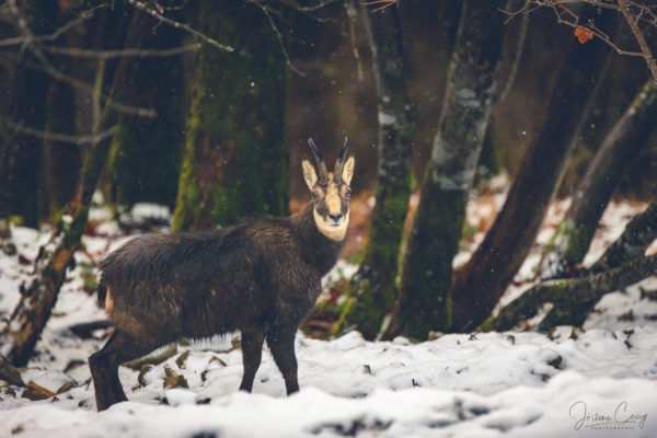 Chamois à Croy