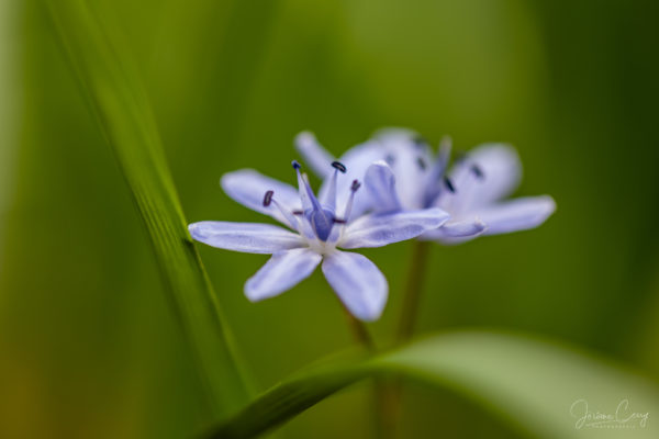 Fleur de printemps_2