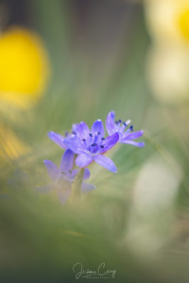 Fleur de printemps