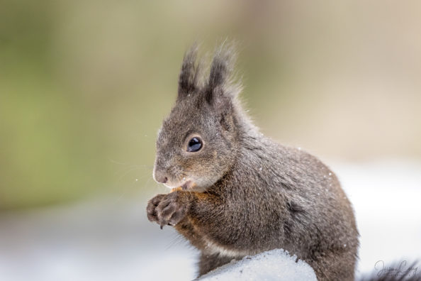 Animalière